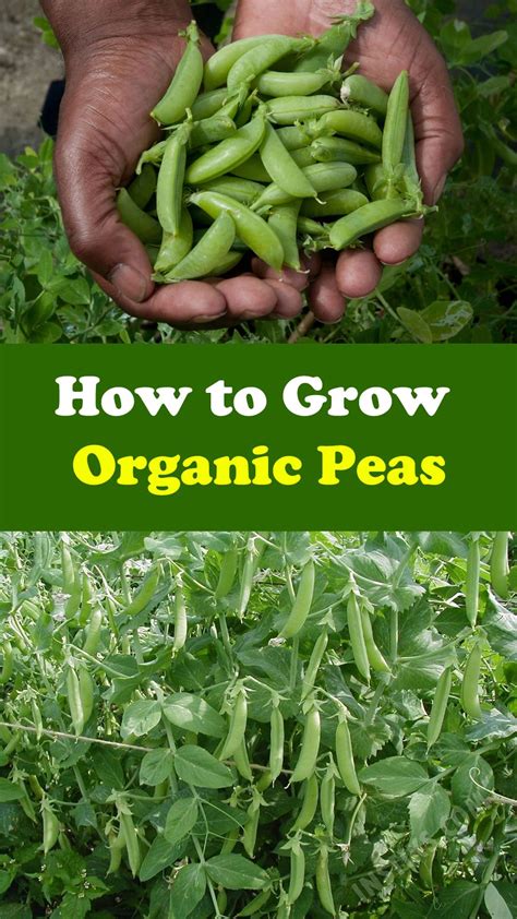 How to Grow Organic Peas | Garden soil preparation, Grow organic, Garden soil