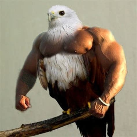 Birds with Arms | Know Your Meme