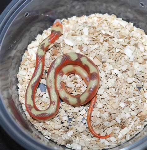 Normal - Milk Snake Traits - Morphpedia