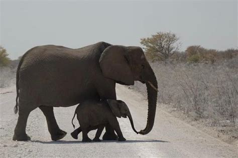 Safari in Etosha National Park - Guided Game Drive