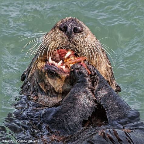 Sea Otter Eating Crab