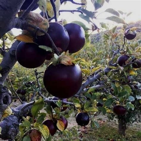 1 ARKANSAS BLACK APPLE Tree grafted live Plant/tree 18-32 Inches Tall ...