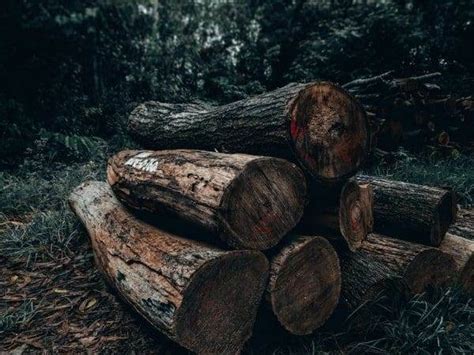 10 Best Deforestation Solutions You Need To Know