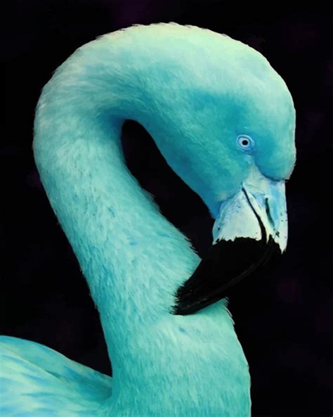 Aesthetic Blue Flamingo - Paint By Number - NumPaint - Paint by numbers