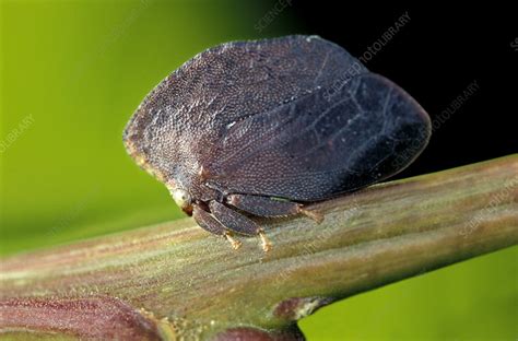 Treehopper - Stock Image - C006/8143 - Science Photo Library