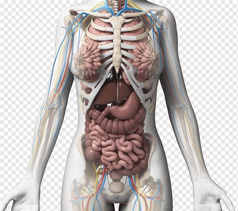 Female Body Diagram Organs : The Female Muscular System Laminated Anatomy Chart - Our experts ...