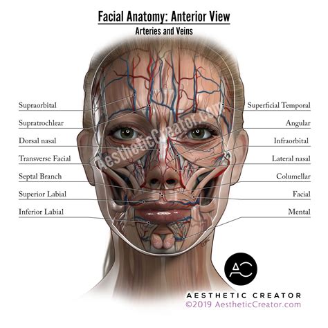 Art | Las Vegas | Kevin Cease illustration | Facial anatomy, Anatomy images, Anatomy