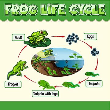 Diagram Showing Life Cycle Of Frog Egg Cute Clipart Vector, Egg, Cute, Clipart PNG and Vector ...