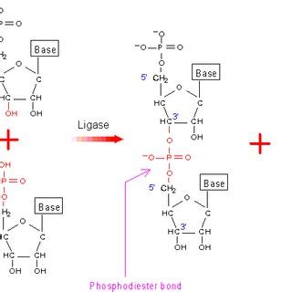 Formation of the phosphodiester bond through the condensation reaction . | Download Scientific ...