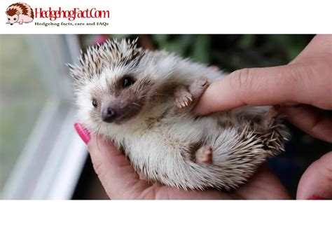 Names Of Hedgehogs: A Comprehensive List – Hedgehog Facts