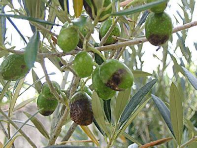 Pruning - Diseases and pests that affect the olive tree