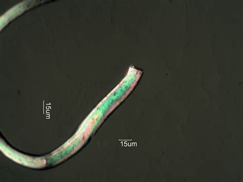 Nylon Fiber, Cut Termination Under the Microscope