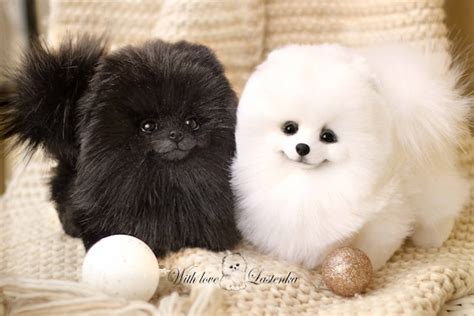 Black Pomeranian Puppy