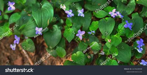 585 Macro Forest In Estonia Images, Stock Photos & Vectors | Shutterstock