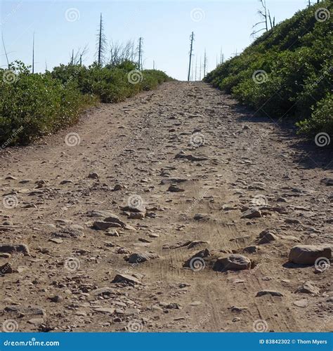 Rugged road in the forest stock photo. Image of drive - 83842302