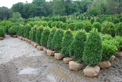 Evergreen Shrubs | Planters' Choice