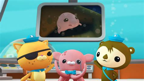 Octonauts Creatures A To Z Us Version Youtube