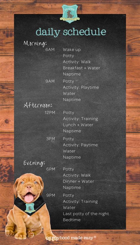 Create a Daily Schedule for Your Puppy! — The Puppy Academy | Puppy training, Puppies, Puppy ...