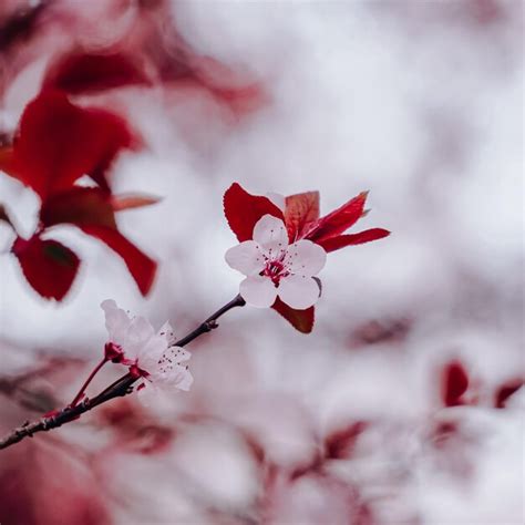 Premium Photo | Beautiful cherry blossom in spring season sakura flower