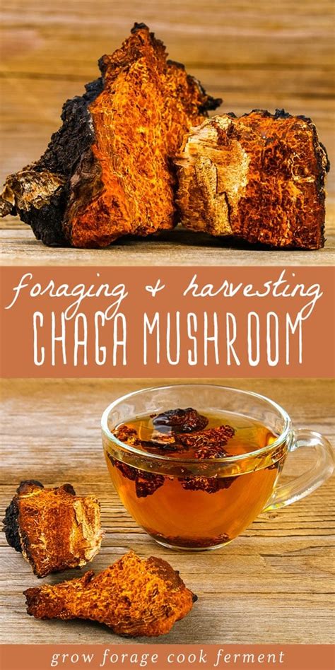 Foraging and Harvesting Chaga Sustainably + Chaga Benefits