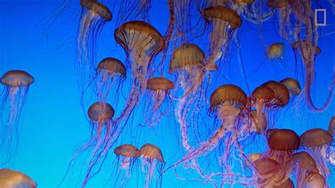 Jellyfish 101