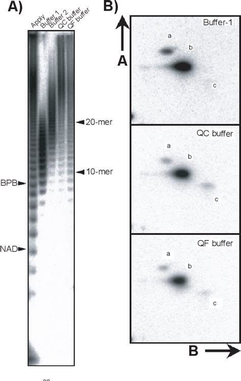 Figure 1 from Poly(ADP-ribose) Preparation Using Anion-Exchange Column Chromatography | Semantic ...