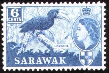 Sarawak Hornbill