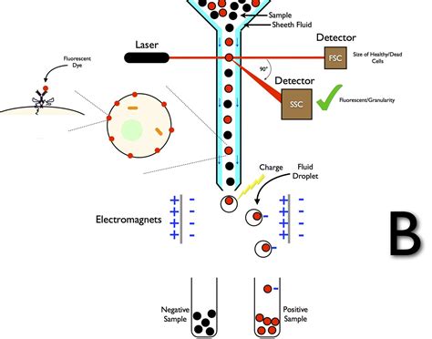 Fluorescence-Activated Cell Sorter (FACS) - Immunology - Medbullets Step 1