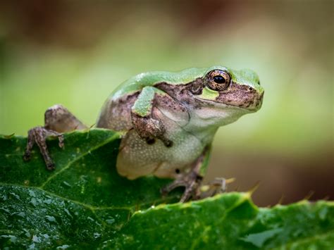 Tiny Tree Frog - PentaxForums.com