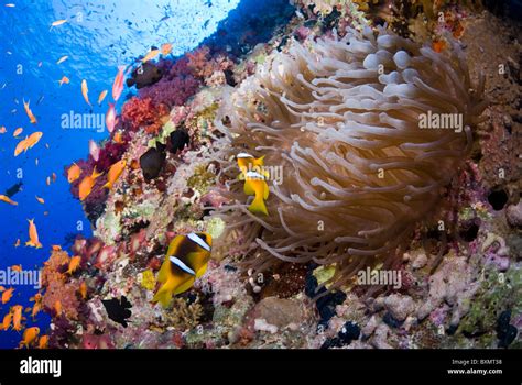 Typical Red Sea coral reef, Shark Reef, Ras Mohammed national park Stock Photo, Royalty Free ...