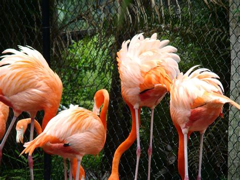 Flamingo Gardens Botanical Gardens Everglades Wildlife Sanctuary | Flamingo garden, Botanical ...