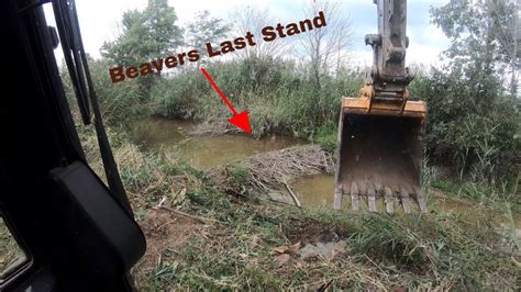 Beaver dam removal with excavator!! - YouTube