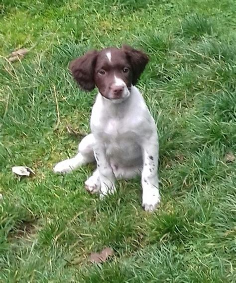 Liver and white Springer Spaniel dog Pup for Sale | in Inverurie ...