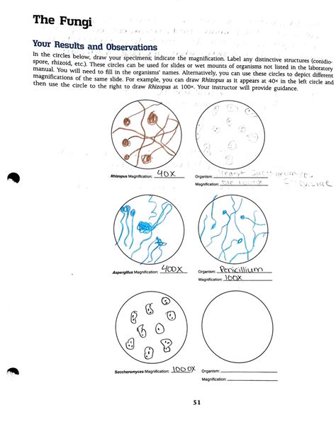 Fungi Lab - lab drawings - The Fungi / , / ,1 , ' I J J , , J Your ...