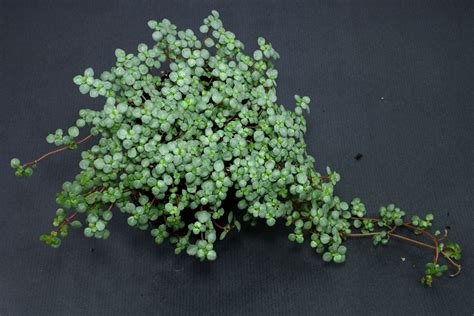 Pilea glauca / libanensis (Artillery Plant)