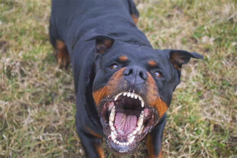 3 Rottweiler Aggression Signs And 4 Common Causes