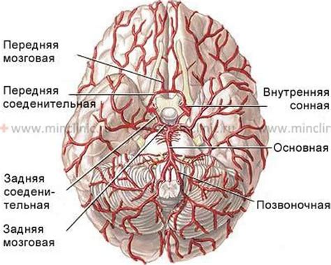 Pictures Of Basilar Artery