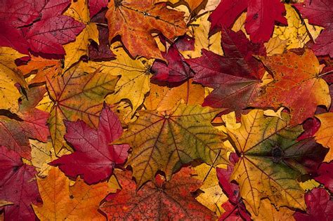 Autumn Leaves | Autumn leaves wallpaper, Fall wallpaper, Autumn leaves