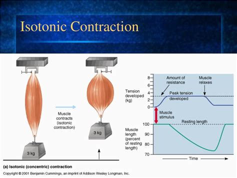 PPT - Myograms and Muscle Contraction PowerPoint Presentation, free download - ID:1769640