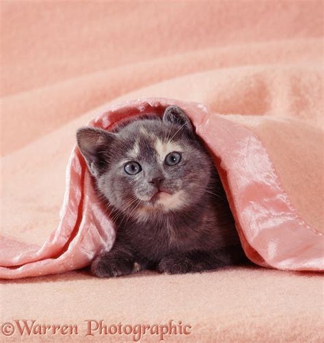 Kitten under a blanket photo WP08338