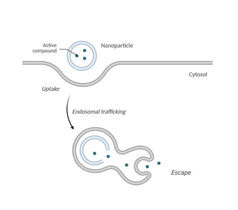 Zerial Lab - Exploiting the Endosomal System for the Delivery of Macromolecules