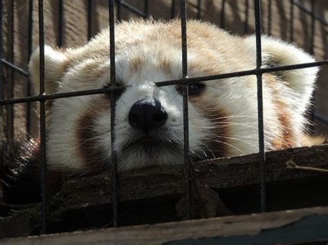 Mill Mountain Zoo animal. - Picture of Mill Mountain Zoo, Roanoke ...