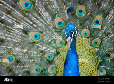 Close-up of a peacock showing off his tail fully opened Stock Photo - Alamy