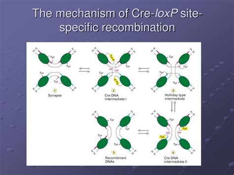 PPT - DNA Recombination Mechanisms PowerPoint Presentation, free ...