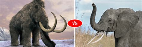 Elephant vs Mammoth fight comparison- who will win?