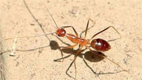 Yellow crazy ants confirmed in Lismore CBD | Daily Telegraph