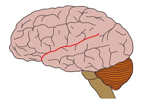 Sylvian fissure - definition — Neuroscientifically Challenged