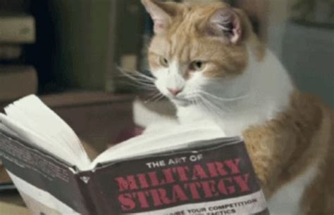 Ten Pictures of Cats Reading Books Trying to Educate Themselves