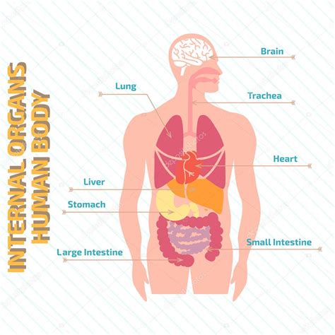 Human Body Systems Diagram