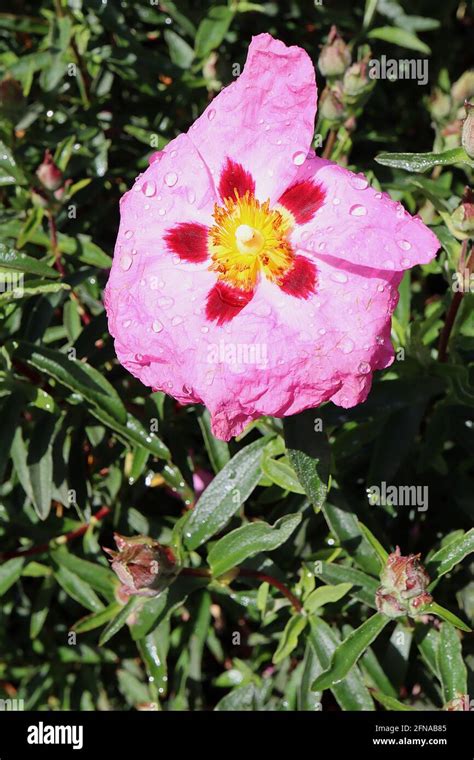 Cistus x purpureus orchid rock rose – pink flowers with brown red nectar guides, May, England ...